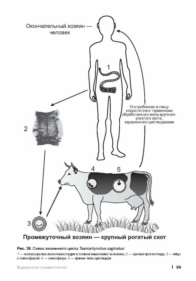 Медицинская паразитология (Мяндина Галина Ивановна, Тарасенко Екатерина Владимировна (художник)) - фото №8