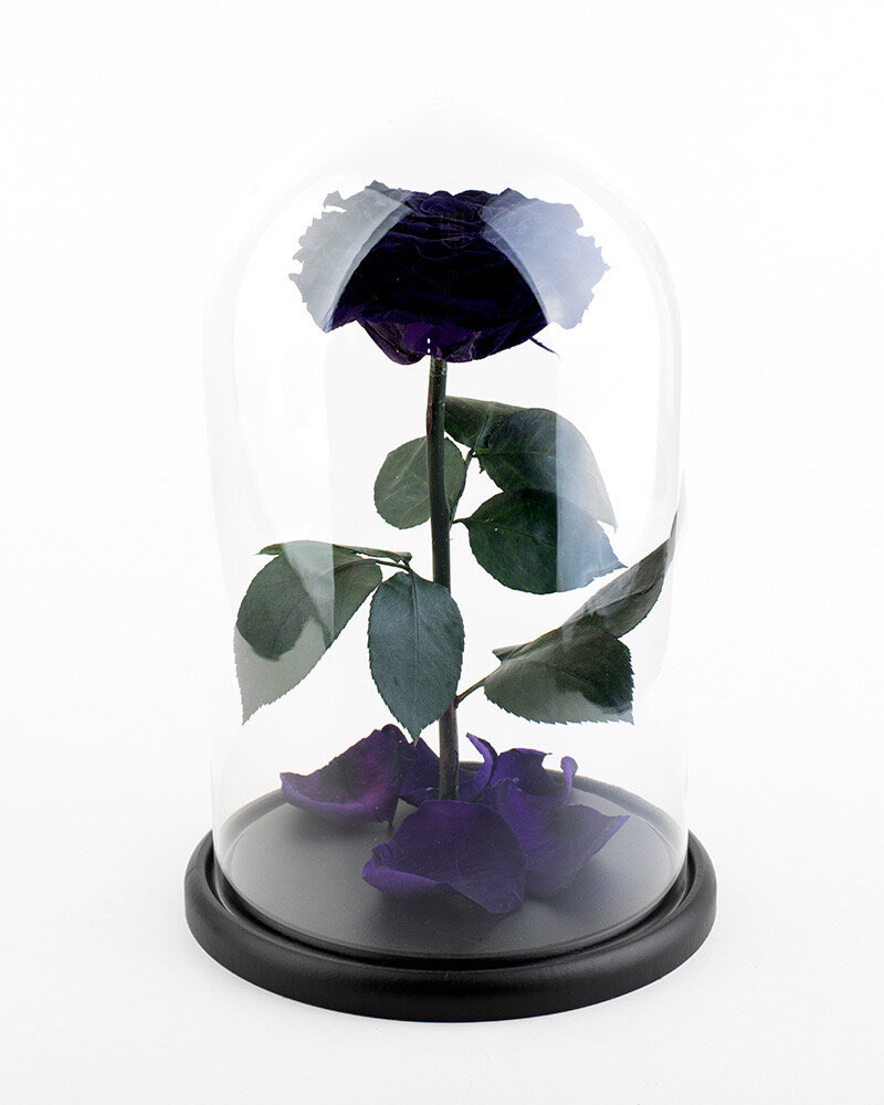 Темно-фиолетовая роза в колбе "VIP" в подарочной коробкой с вау-эффектом /29 см Живет 5 лет