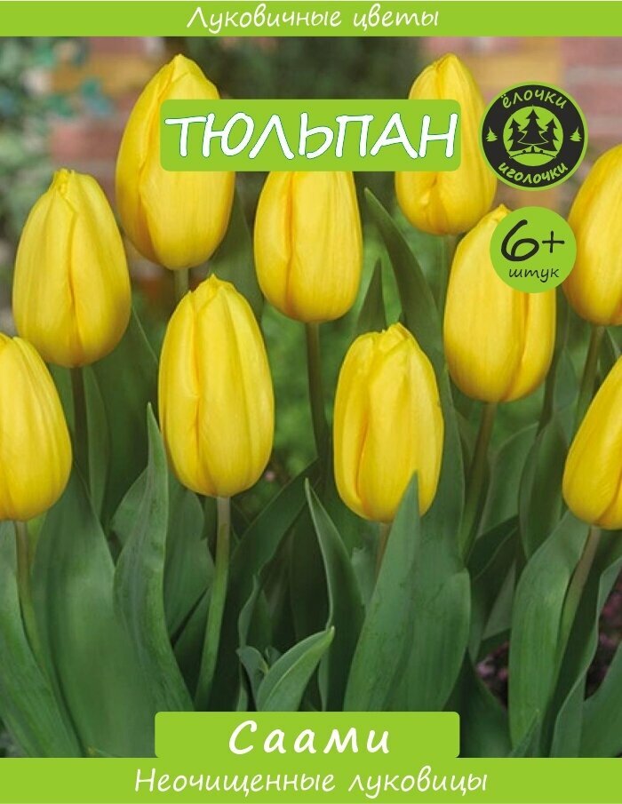 Тюльпан Луковица  Саами  6  шт  Ёлочки иголочки 