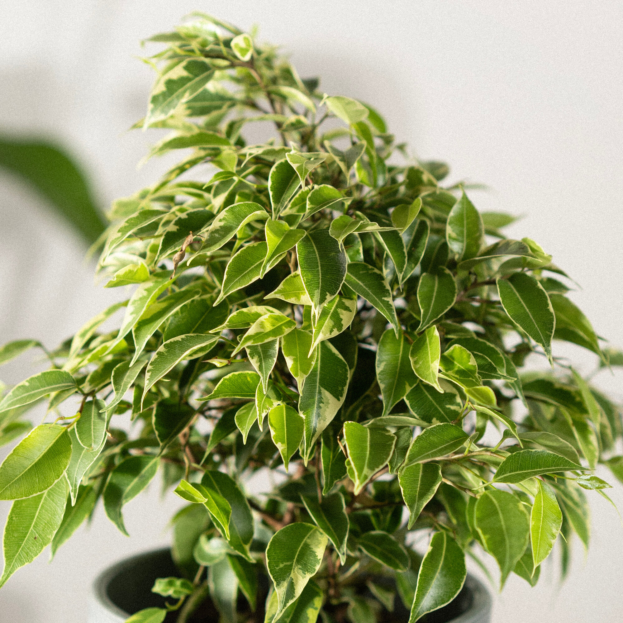 Фикус Бенджамина домашний в интерьерном кашпо — фото 1