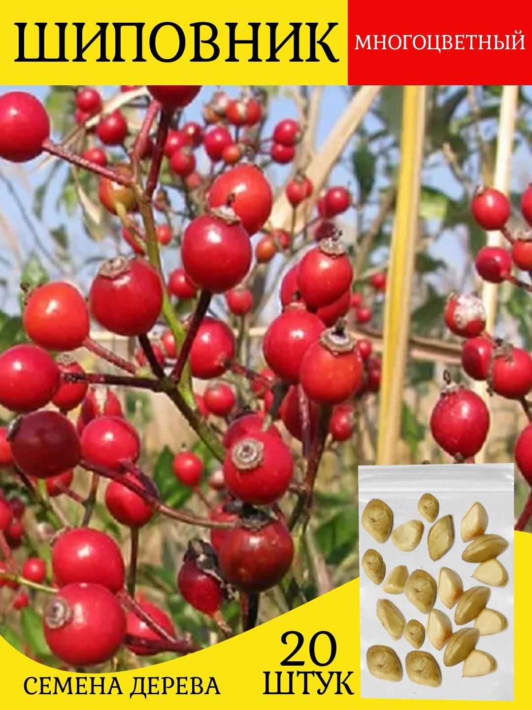 Семена шиповника многоцветкового (Rosa sericea) - выращивается как декоративное растение