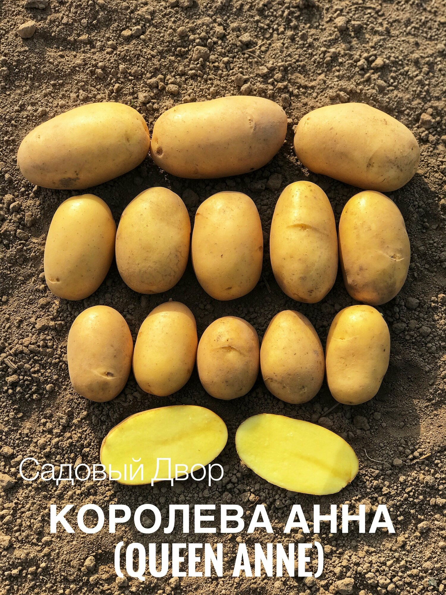 Картофель семенной сорт королева анна, комплект 10 клубней, ур. 2023, Элита