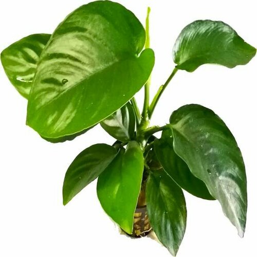 Анубиас Бартера - Anubias barteri (куст 3-4 листа).