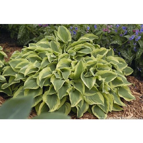 Хоста гибридная Pilgrim (C2)