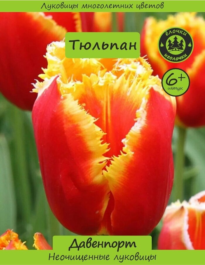 Тюльпан Луковица  Давенпорт  6  шт  Ёлочки иголочки 