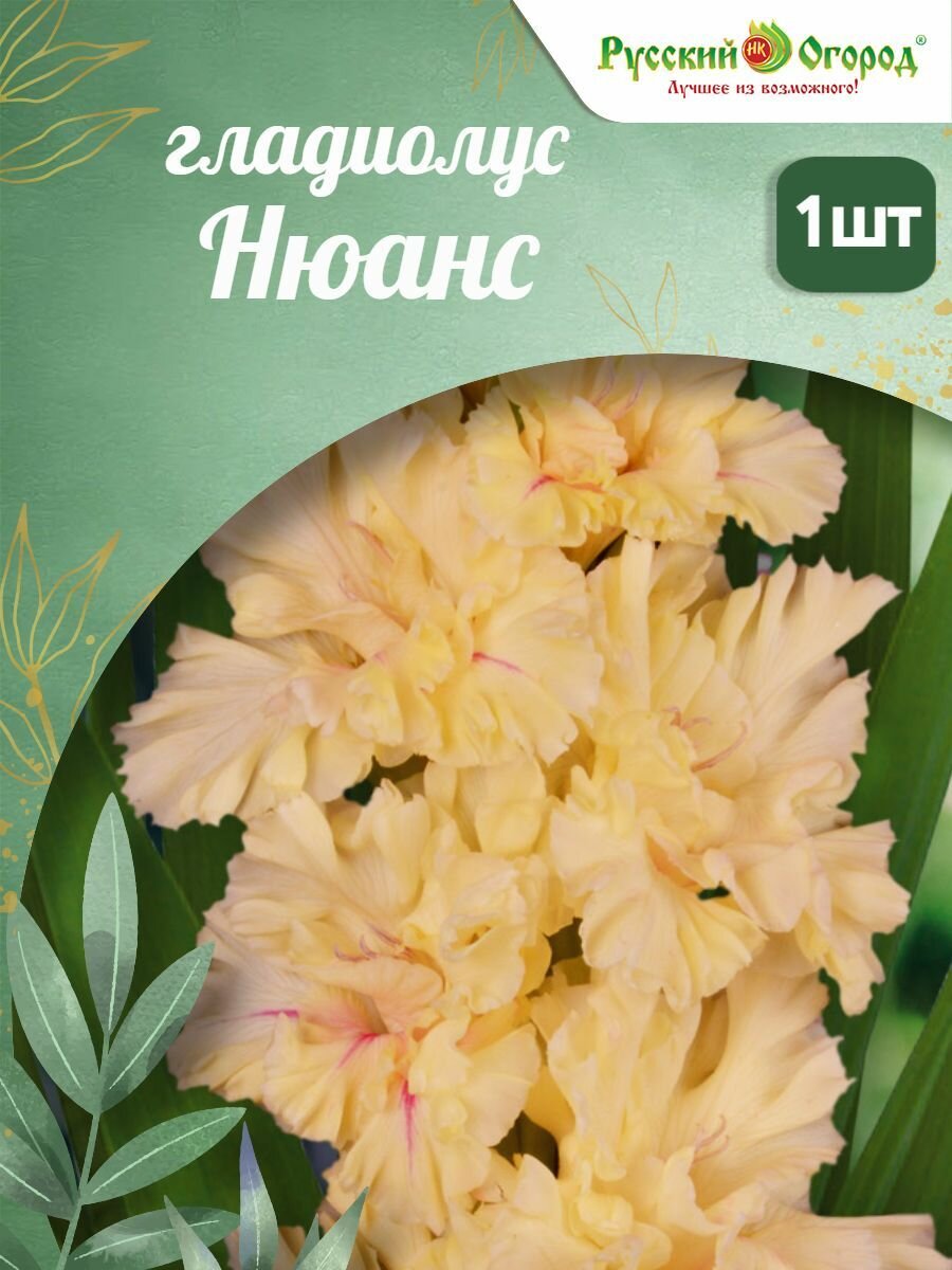 Гладиолус "Нюанс", Русский огород, многолетнее, высота 140см, апрель/май/июнь, кремовый