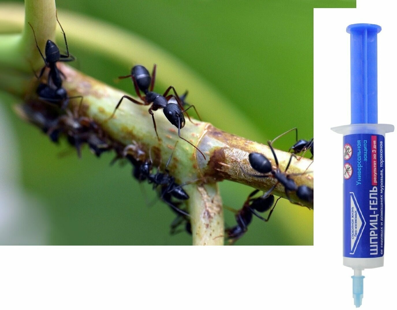 Шприц-гель 20 мл для борьбы с тараканами и садовыми муравьями. Проверенный препарат избавит дом или участок от вредителей и поможет сохранять гигиену длительное время