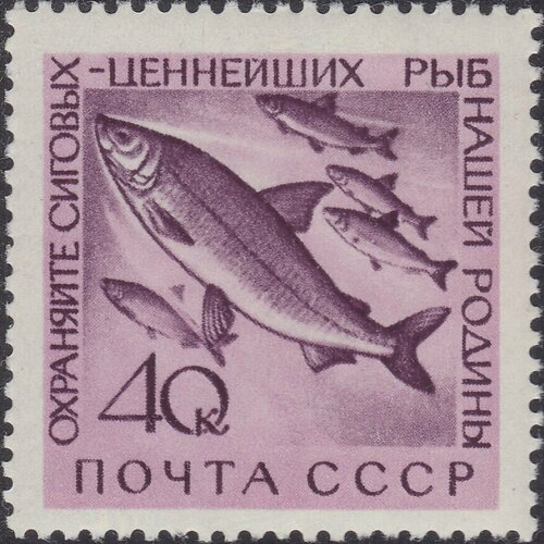 (1960-079) Марка СССР Сиг Фауна СССР. Охрана ценных рыб и морских животных III Θ 1960 077 марка ссср судак фауна ссср охрана ценных рыб и морских животных i θ