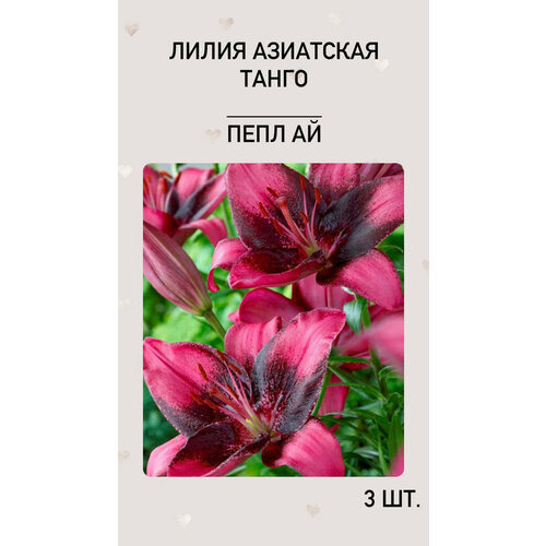 Лилия Пепл Ай, луковицы многолетних цветов хризантема гомпай пепл