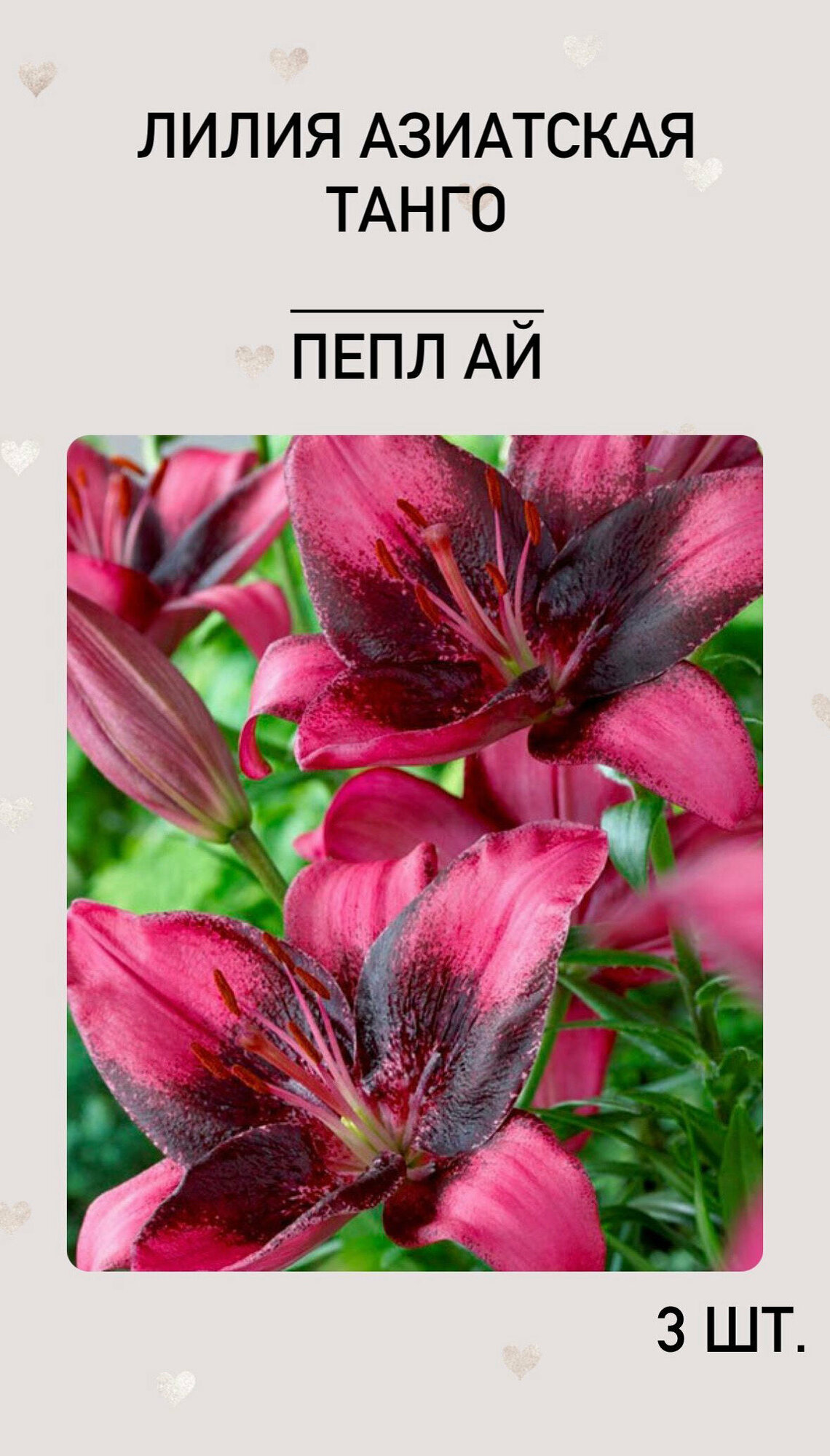 Лилия Пепл Ай, луковицы многолетних цветов
