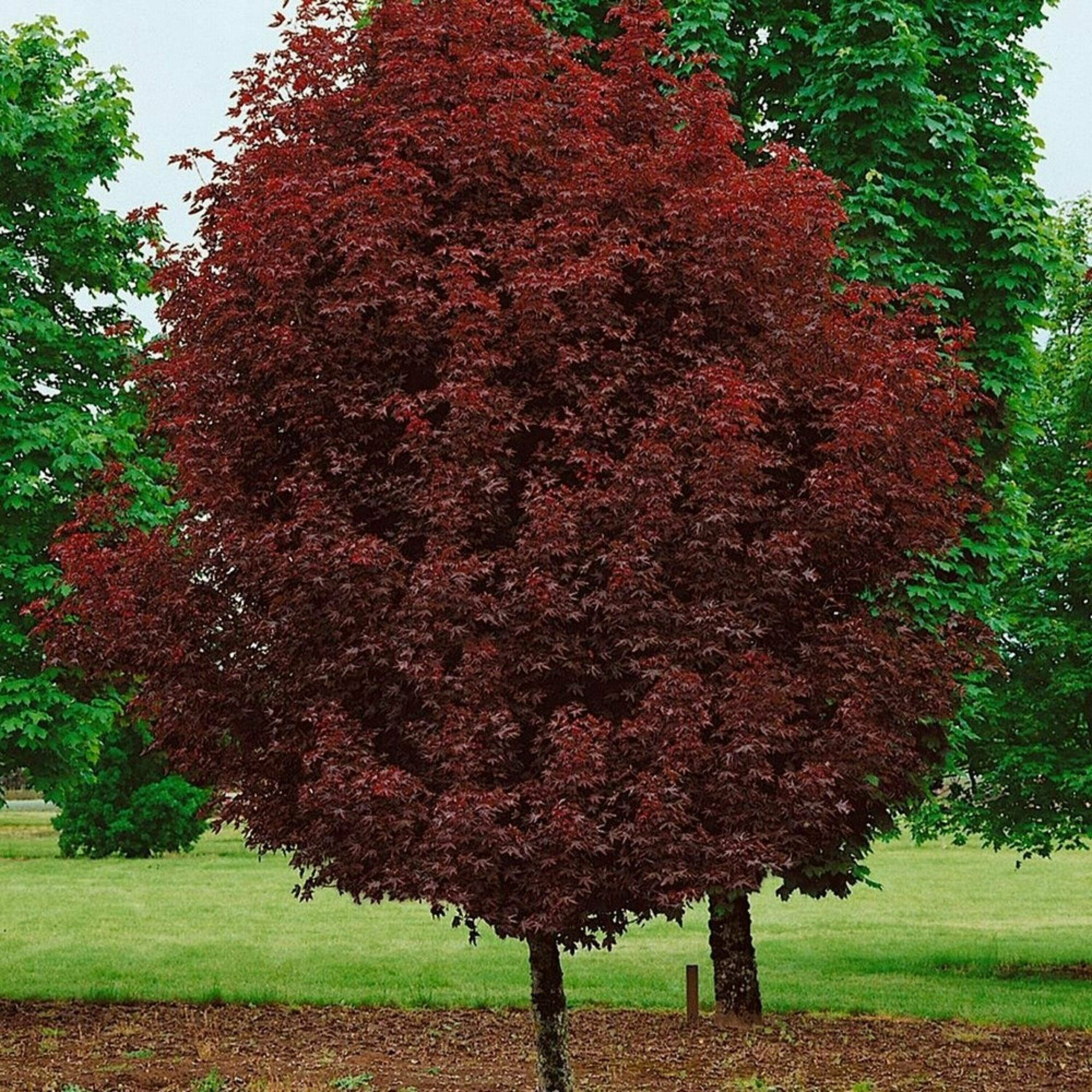 Thundercloud Purple Leaf Plum Pergola shade, Shade trees, House landscape