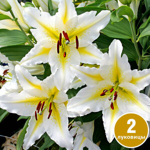 Основная фотография от вендора