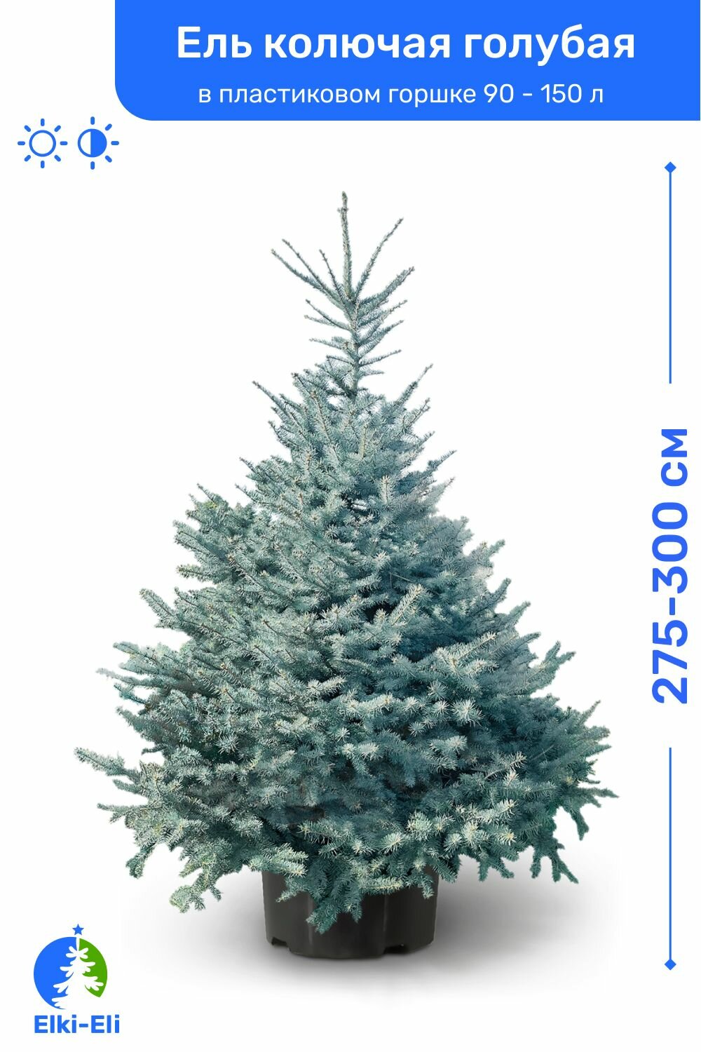Ель колючая голубая 275-300 см в пластиковом горшке 90-150 л, саженец, хвойное живое растение