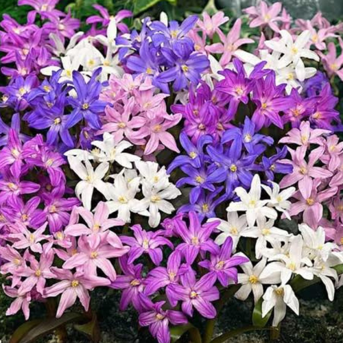 Луковицы Хионодокса Смесь ( 20 шт )