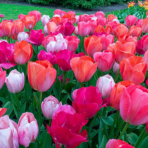 Луковицы Тюльпана Розовый Микс ( 10 шт )