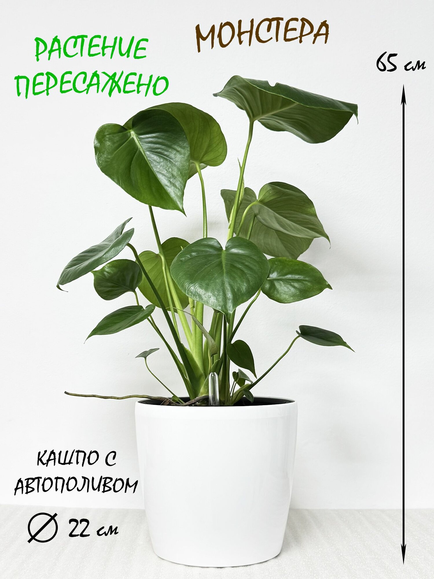 Монстера Делициоза в белом кашпо с автополивом высота 60-70см