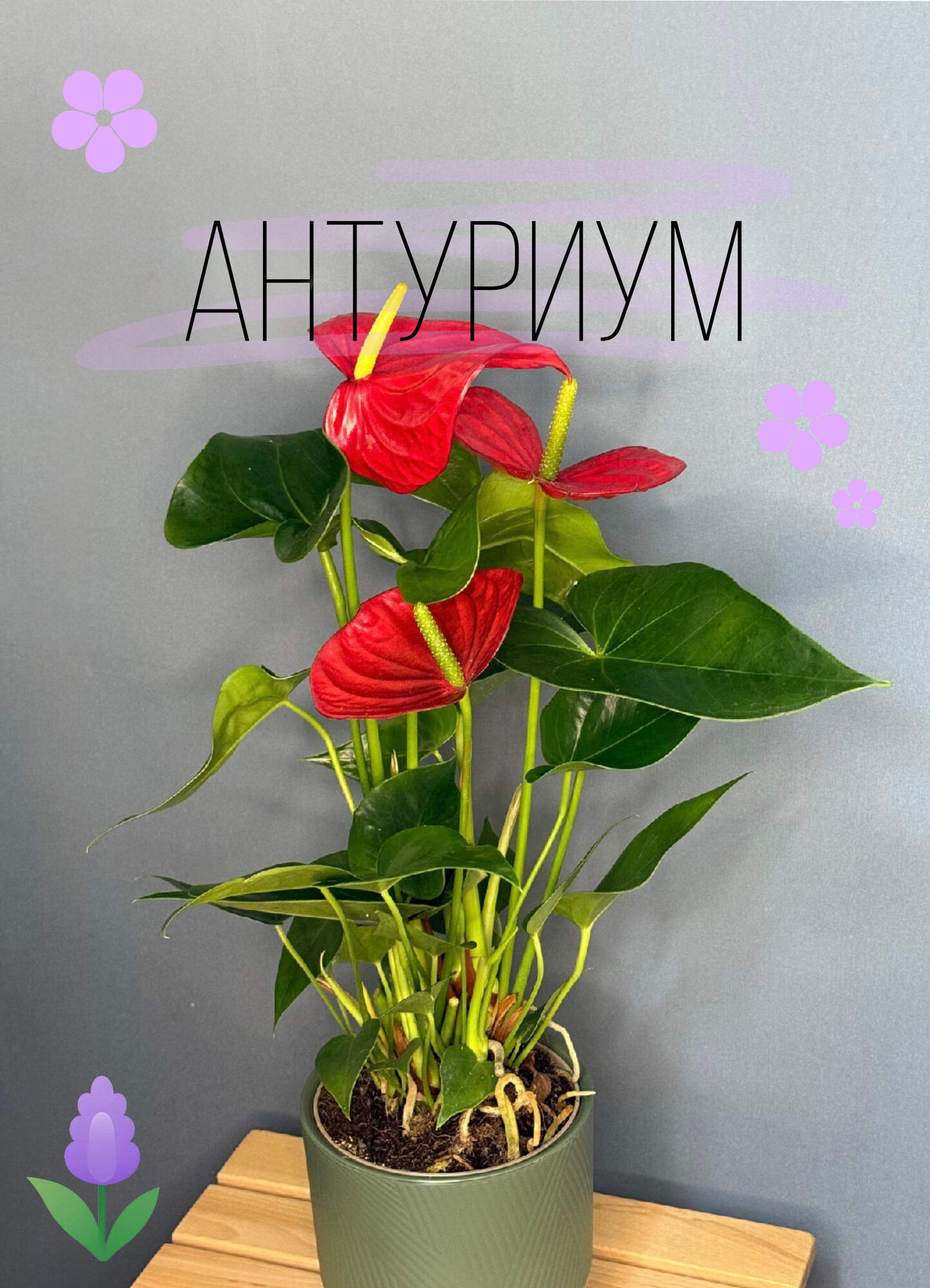 Антуриум Андреанум (Anthurium andreanum) — классическая элегантность с яркими красными прицветниками