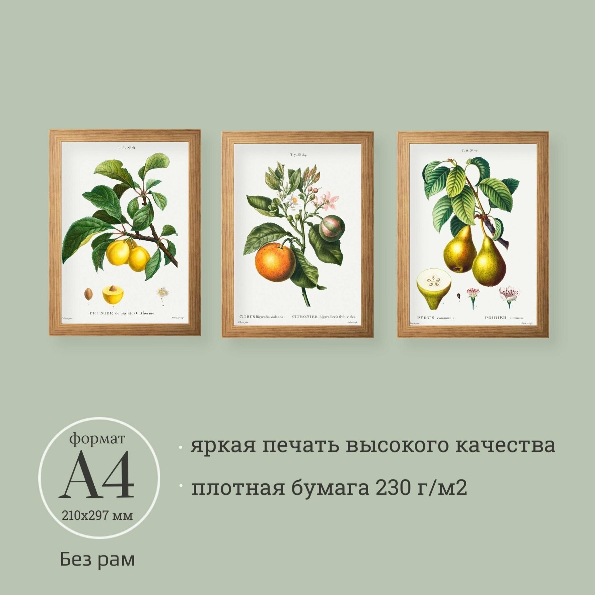 Постеры с ботаническими иллюстрациями 3 шт. А4