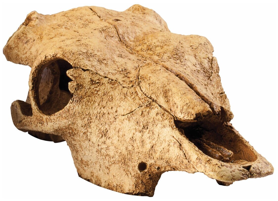    Hagen Exo-Terra Buffalo Skull