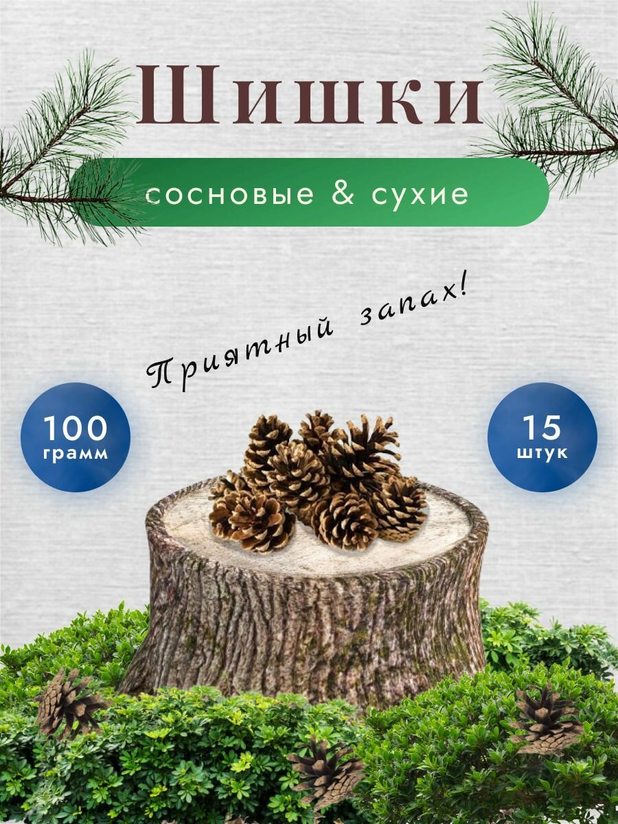 фото Шишки сосновые сухие для подделок и растопки самовара