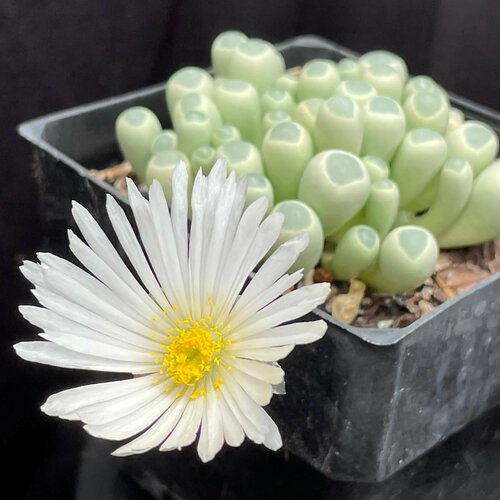 Фенестрария ропалофилла (цветущие кактусы) семена 15шт. (Fenestraria rhopalophylla)