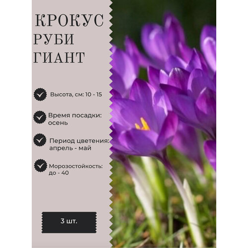 Крокус луковицы многолетних цветов