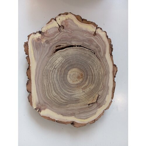 Спил дерева карагач, заготовка для поделок 25/19/3,0см
