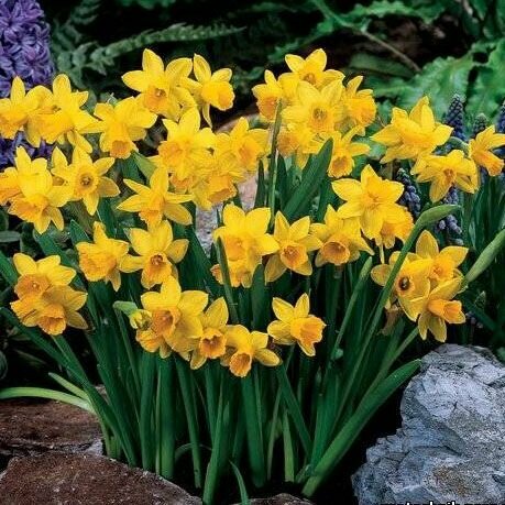 Нарцисс Тет а Тет 5шт