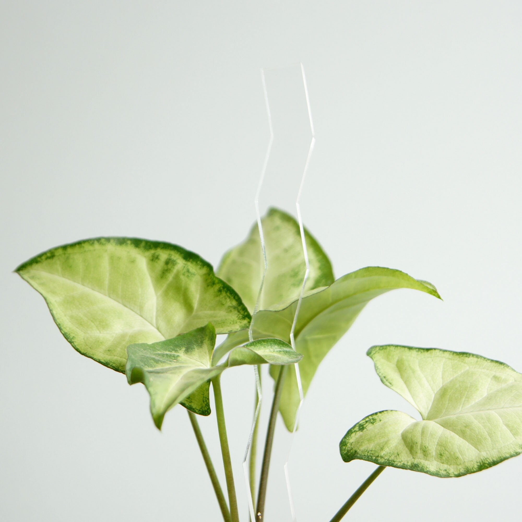 Опора для растений "ZIGZAG", прозрачная, высота 30 см - фотография № 6
