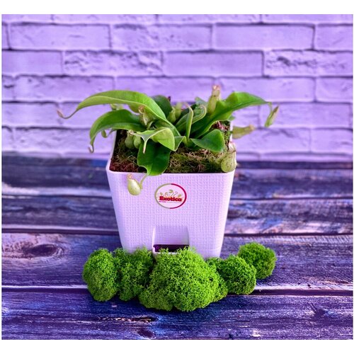 Непентес Хукериана (лат. Nepenthes hookeriana) пересаженный D12 см