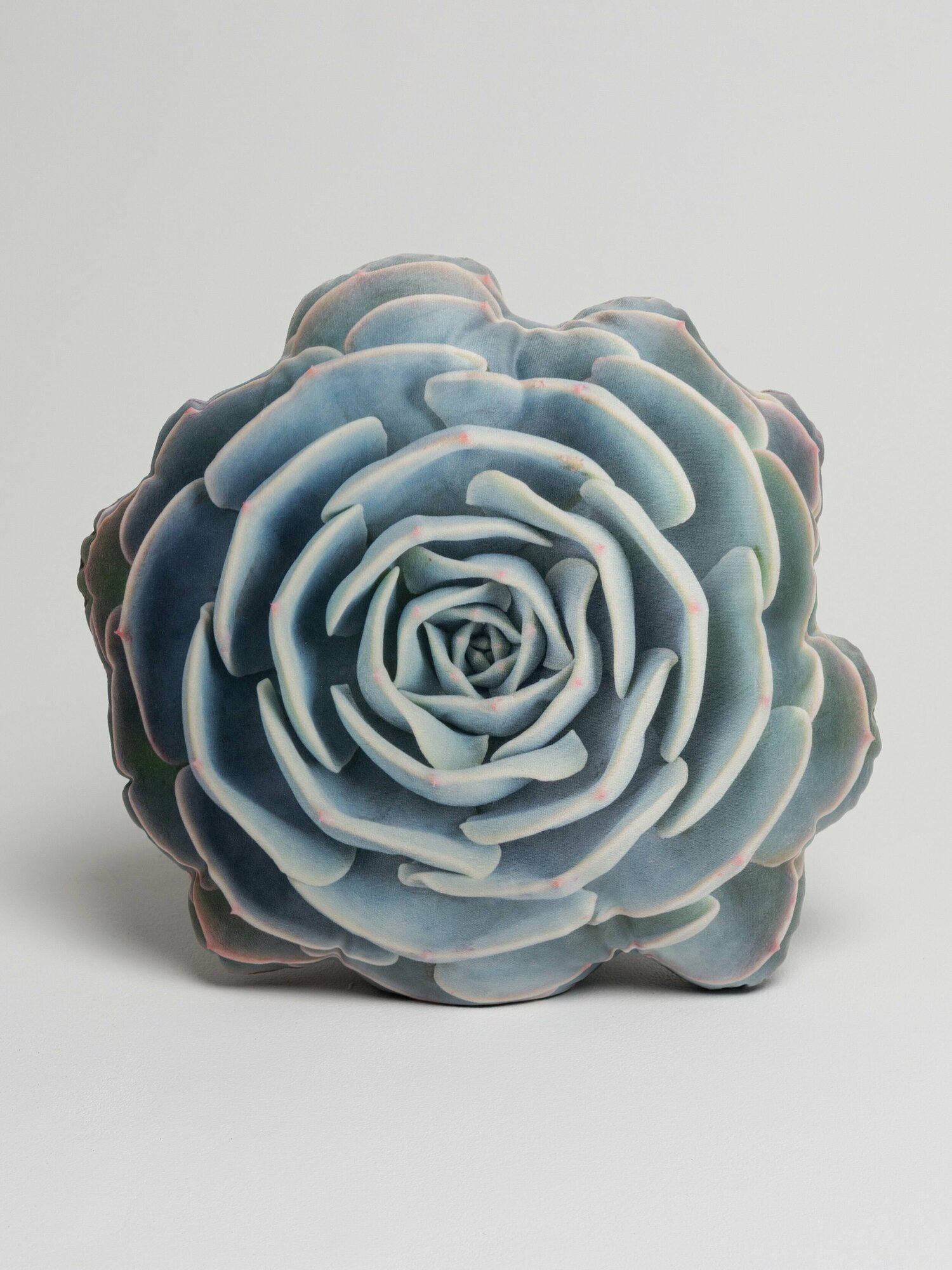 Подушка Суккулент Glauca Echeveria Глаука Эхеверия