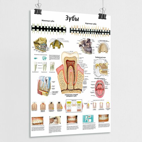 Плакат по анатомии человека "Зубы: строение, расположение" / ламинированный / А-1 (60x84 см.)