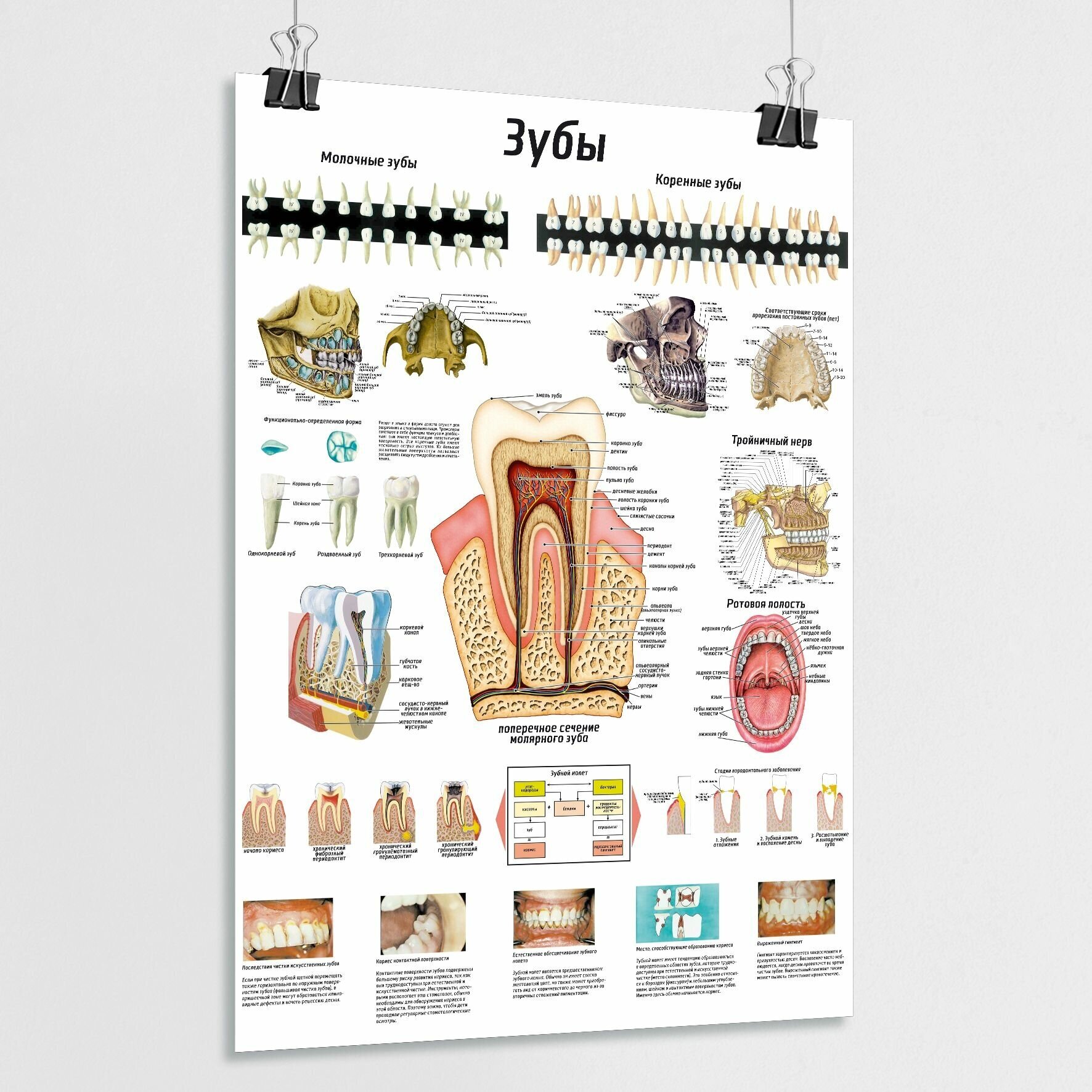 Плакат по анатомии человека "Зубы: строение, расположение" / ламинированный / А-2 (42x60 см.)