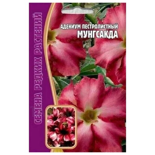 Адениум пестролистный Мунгсакда 3 (сем) редкие семена семена адениум феррари 3 сем 2 подарка