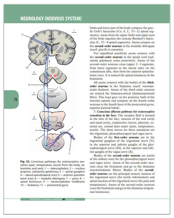 Textbook of Human Anatomy. Volume 3. Nervous system - фото №5