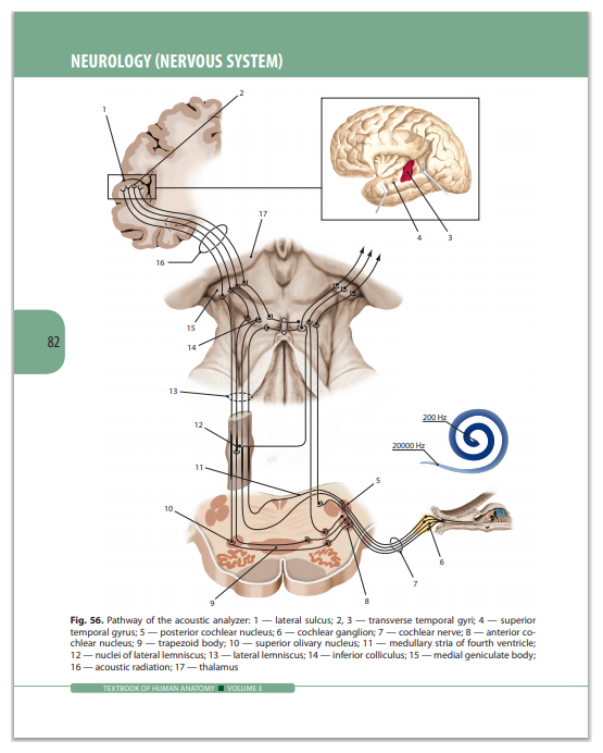Textbook of Human Anatomy. Volume 3. Nervous system - фото №9