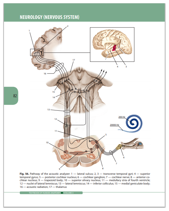 Колесников Л.Л., Никитюк Д.Б., Клочкова С.В., Стельникова И.Г. "Textbook of Human Anatomy. Volume 3. Nervous system. Esthesiology" - фото №9