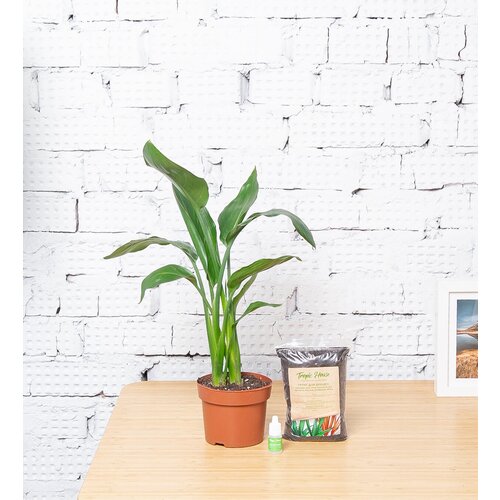 Комнатное растение Стрелиция Регина, высота 45 см. Грунт для пересадки в подарок.