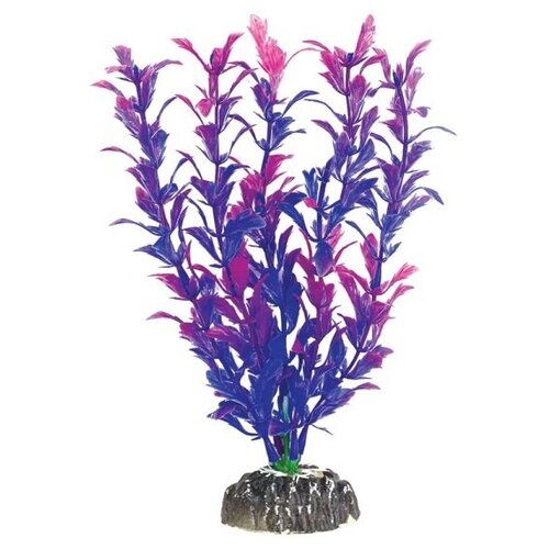 Растение Laguna Людвигия фиолетовая, 200мм