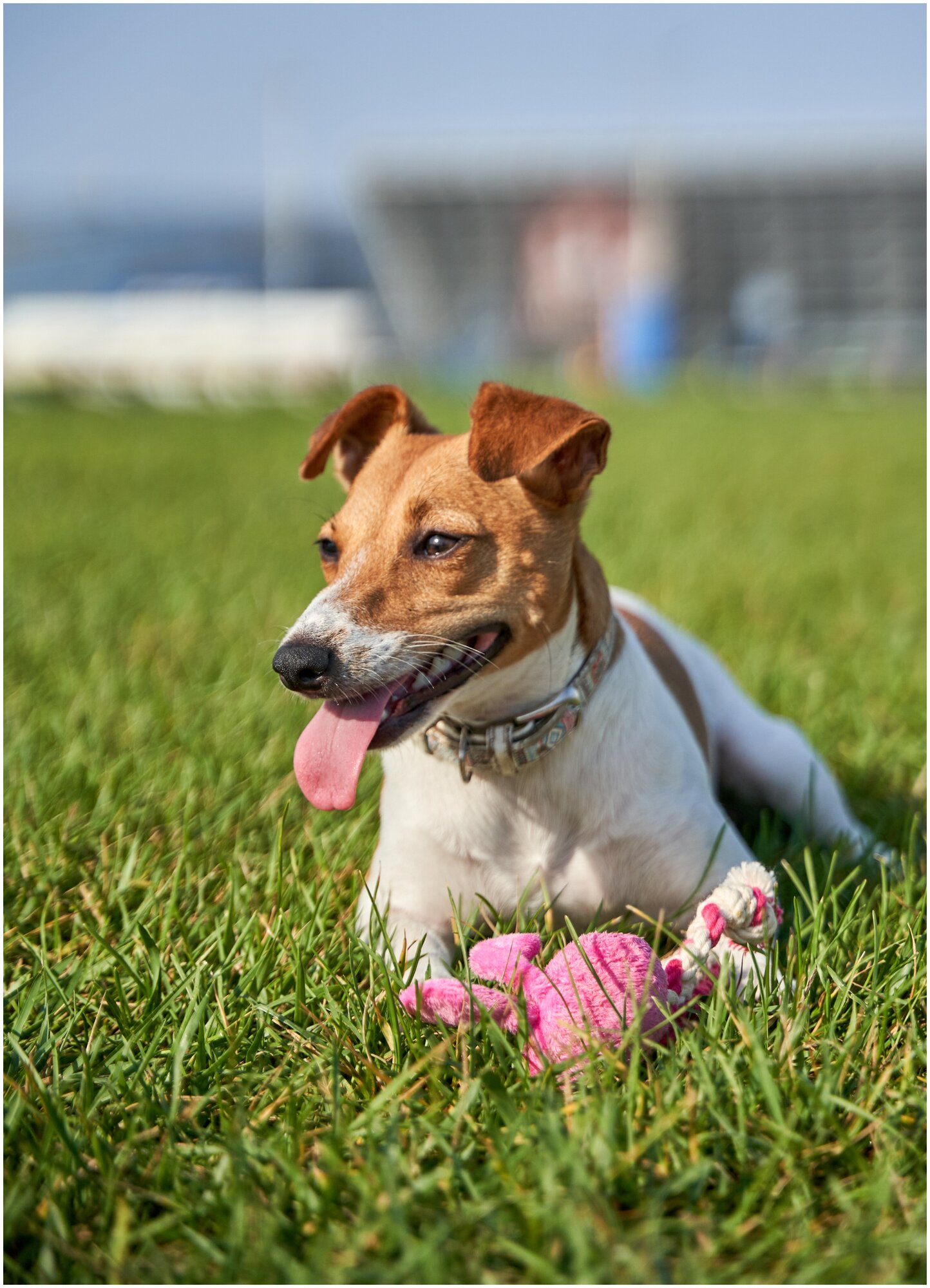 Игрушка для собак Japan Premium Pet гибридная из нежного флиса и прочного хлопка для игры и чистки зубов - фотография № 4
