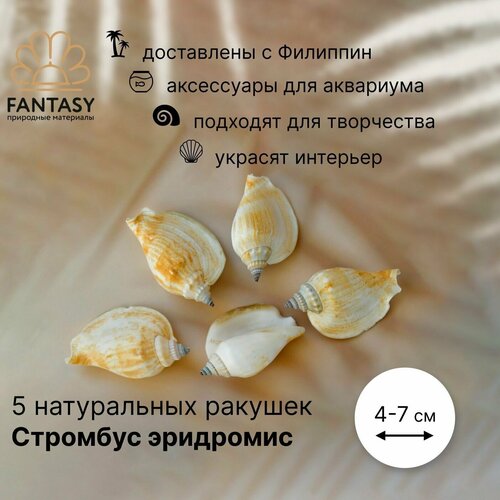 Натуральные морские ракушки FANTASY Стромбус эридромис, морская раковина, 4-7 см, 5 шт.