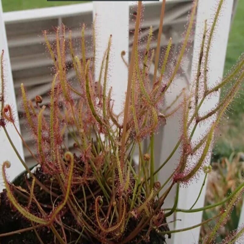 Семена мухоловка росянка капская двусложная Коромандель 5 шт (Drosera BINATA sp COROMANDEL) хищное растение