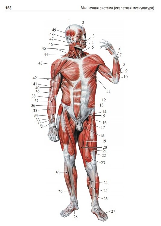 Анатомия человека. Учебник для фармацевтических факультетов - фото №5