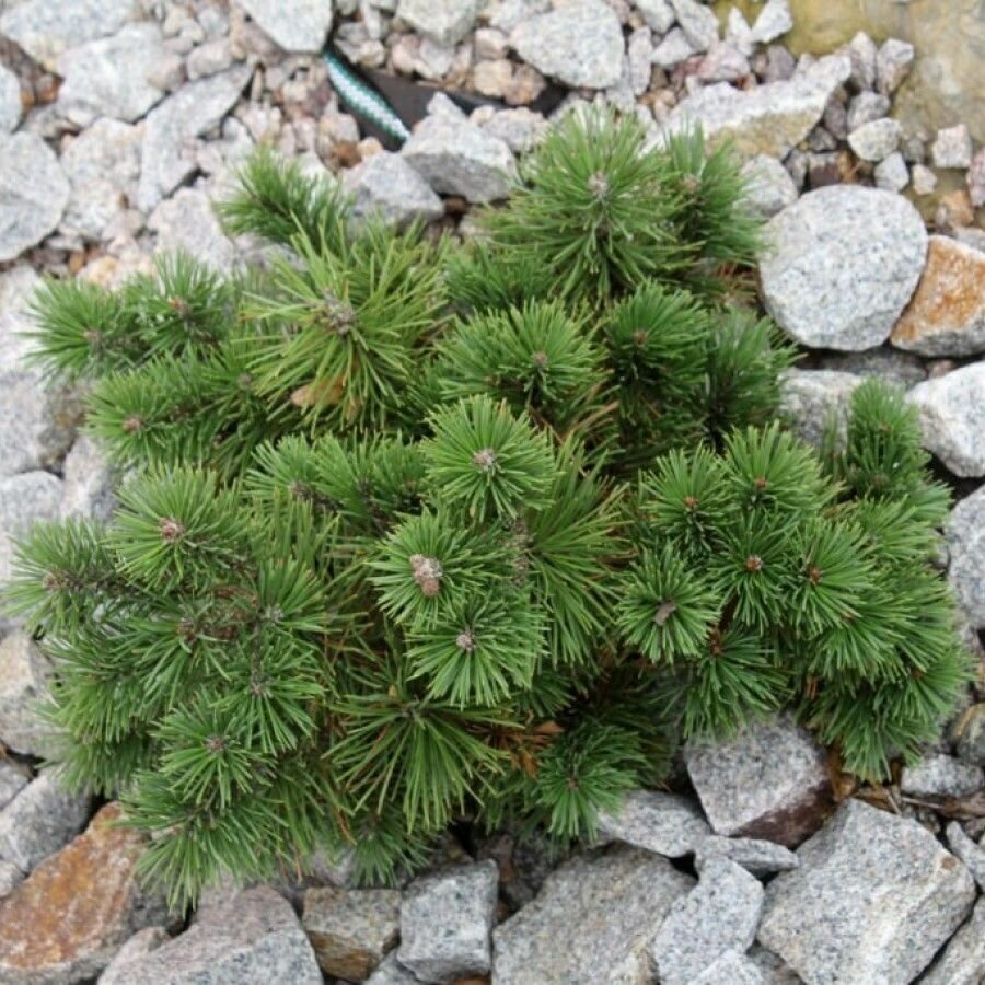 Семена Сосна горная Пумилио (Pinus mugo Pumilio) 60 штук