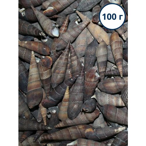Ракушки морские натуральные для творчества, 100 г