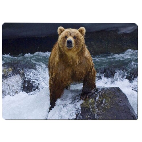 фото Коврик для мыши медведь на водопаде drabs