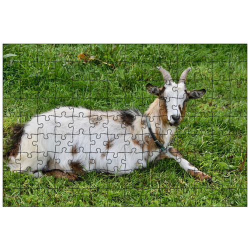 фото Магнитный пазл 27x18см."коза, козел, козел имеет рога" на холодильник lotsprints