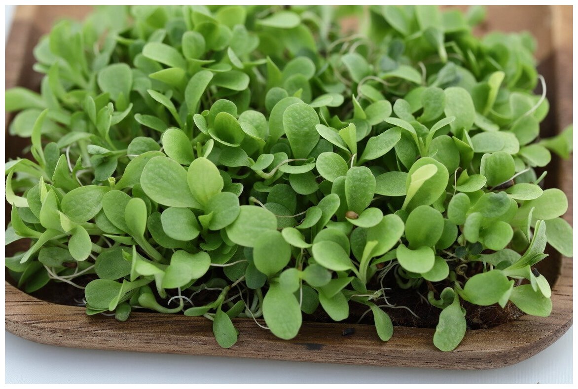 Элитные семена для микрозелени Цикорий листовой зеленый Джельсомино 20 гр. - фотография № 4