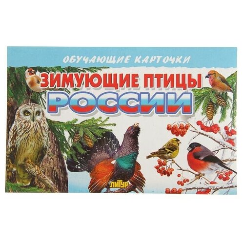 Обучающие карточки «Зимующие птицы России», 16 карточек