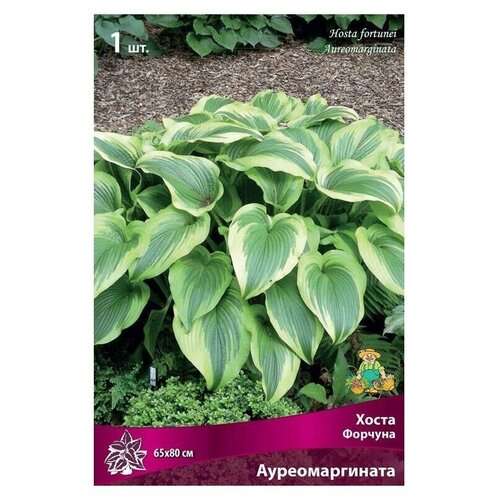 Многолетние цветы. Хоста Форчуна Ауреомаргината
